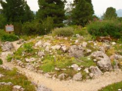 2013-08-18_Regina-F-Rau_Schachen_Alpengarten (737).JPG